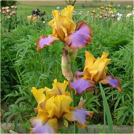 Irys bródkowy Brown Lasso Iris barbata
